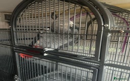 Parrots birds for sale: Male African Grey - Image 4
