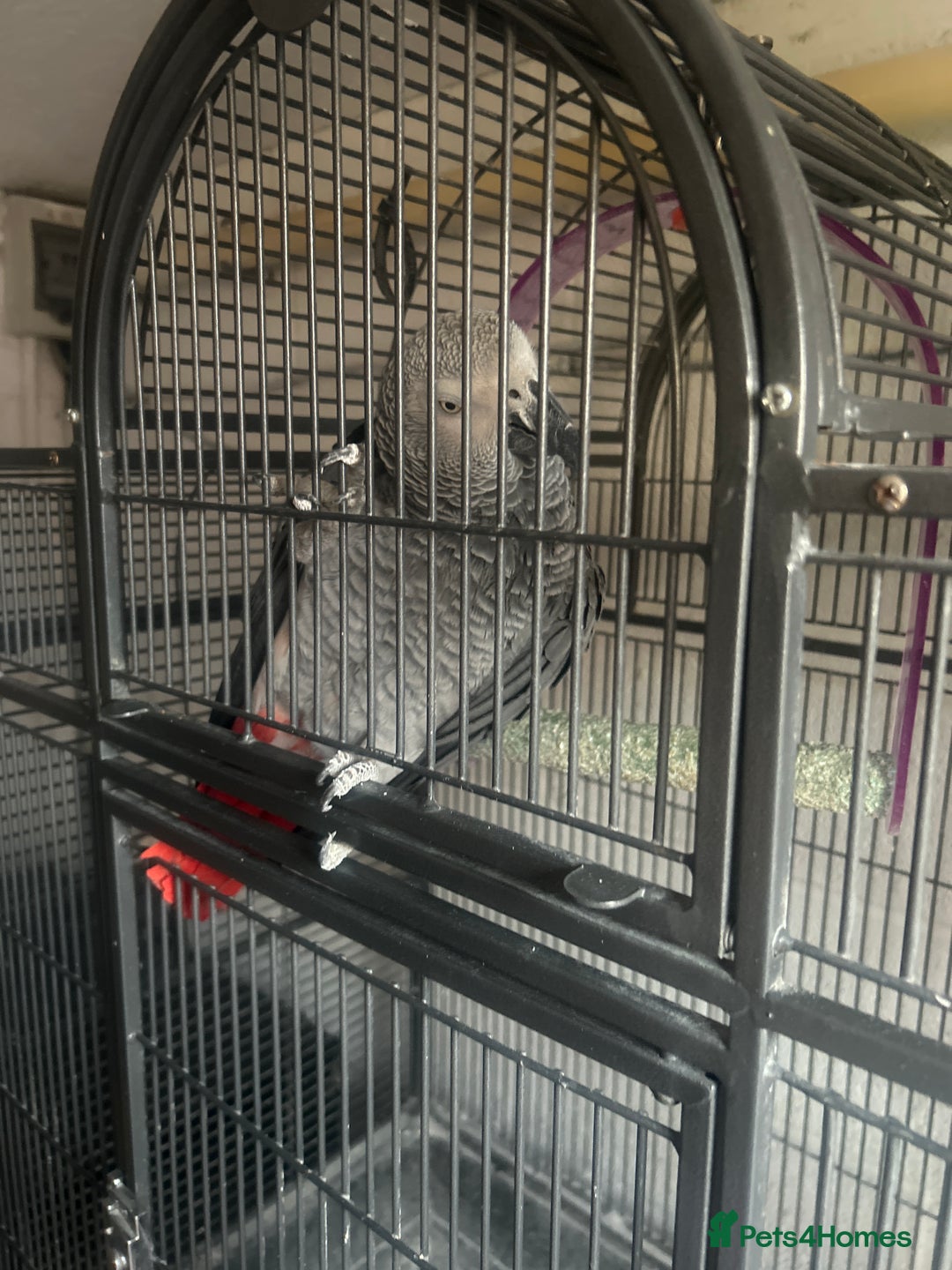 Parrots birds for sale: Male African Grey - Image 4