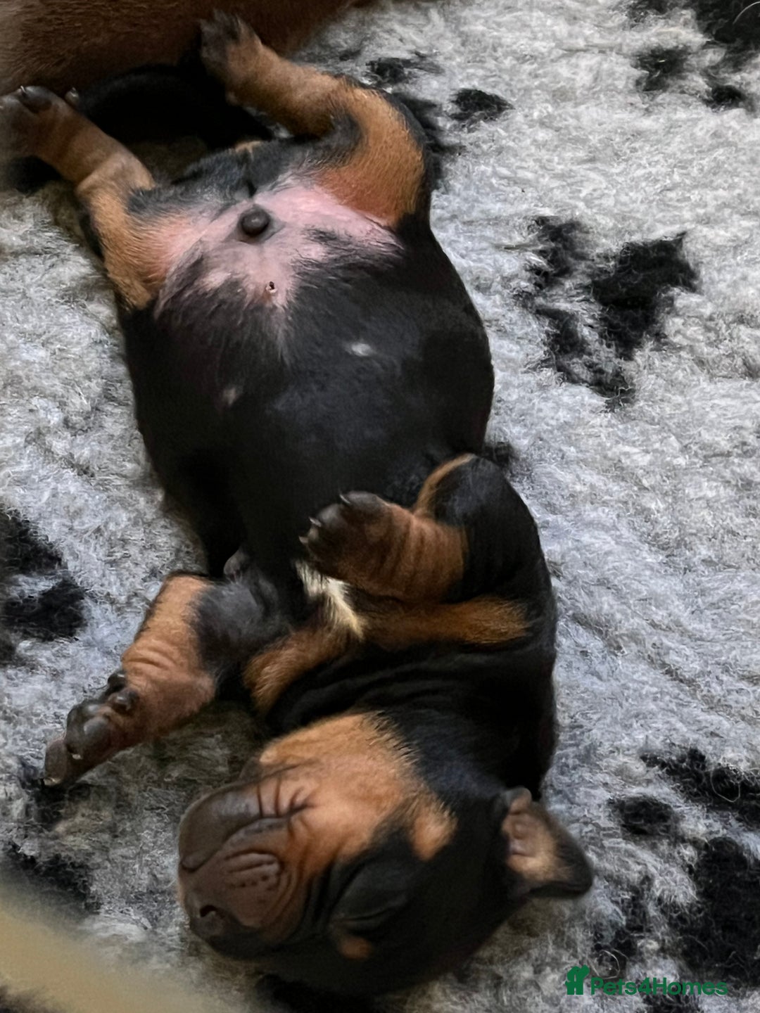 Dachshund dogs for sale: Lovely standard dachshund pups  - Advert 7
