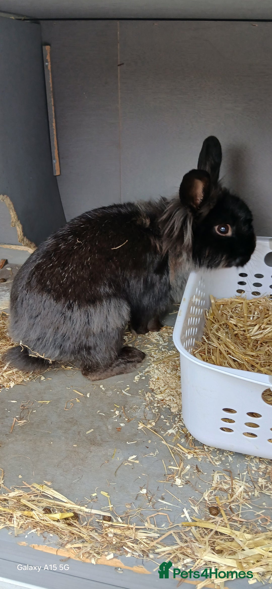 Lionhead rabbits for sale: 2 rabbit in need of a good home 8 months old in Birmingham - Image 4