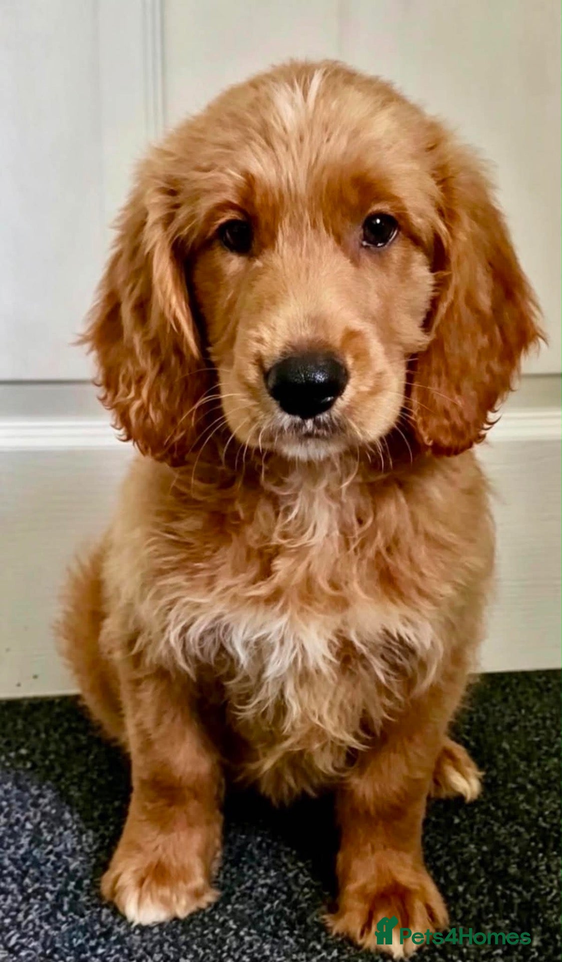 Goldendoodle dogs QUALITY GOLDENDOODLE PUPPIES READY! - Advert 7