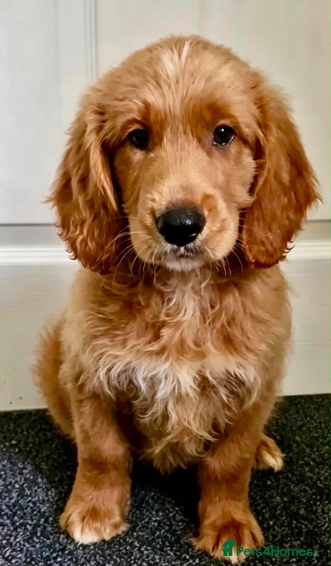 Goldendoodle dogs for sale: QUALITY GOLDENDOODLE PUPPIES READY! - Advert 1