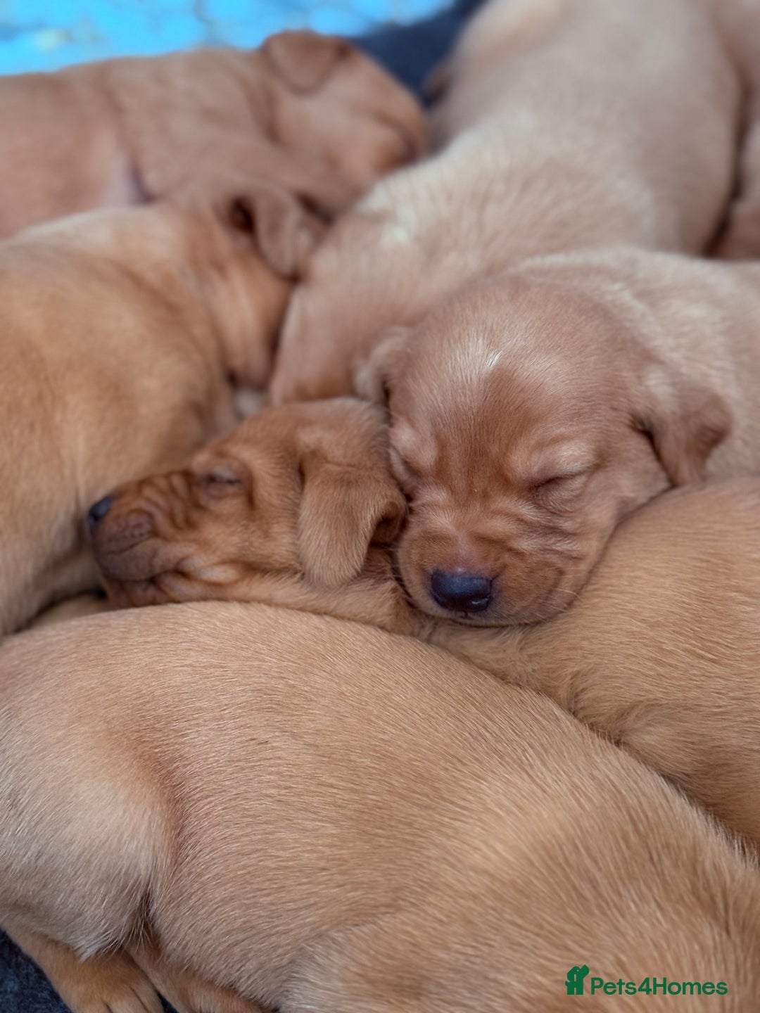 Labrador Retriever dogs for sale: Striking Fox Red Puppies  - Image 2