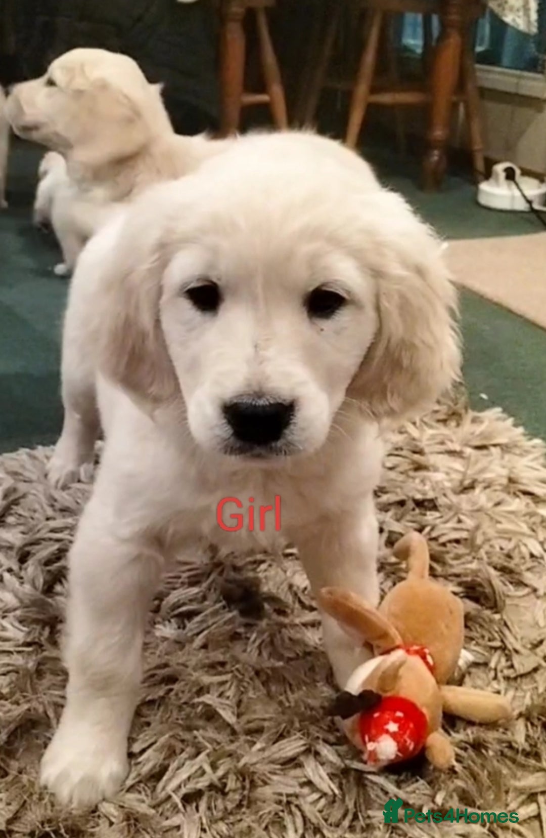 Golden Retriever dogs for sale: GOLDEN RETRIEVER PUPS - Advert 8