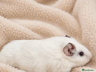 Guinea Pig rodents 🐹3 Snow white Female Piggys 13 weeks old 🐹 - Advert 4