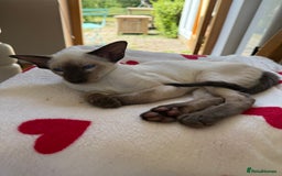 Siamese cats for sale: Female Siamese  - Image 8