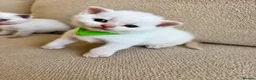 British Shorthair cats for sale: FULL PEDIGREE BSH KITTENS IN THE COTSWOLDS - Advert 23