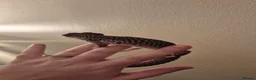 Leopard Gecko reptiles for sale: Breeding pair of super/ mack snow leopard geckos - Advert 6
