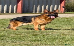 German Shepherd dogs for sale: Top Quality German Shepherd puppies  - Image 11