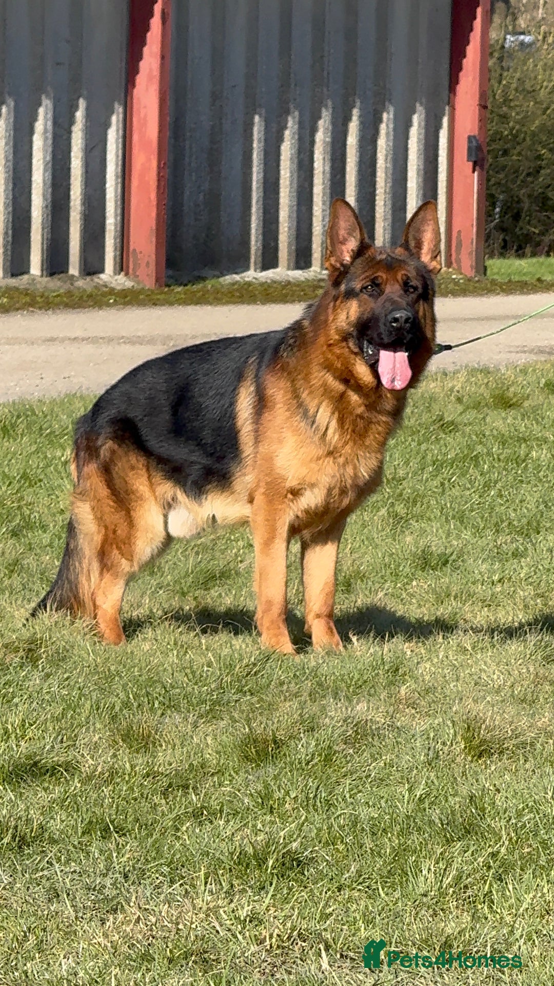 German Shepherd dogs for sale: Top Quality German Shepherd puppies  - Image 11