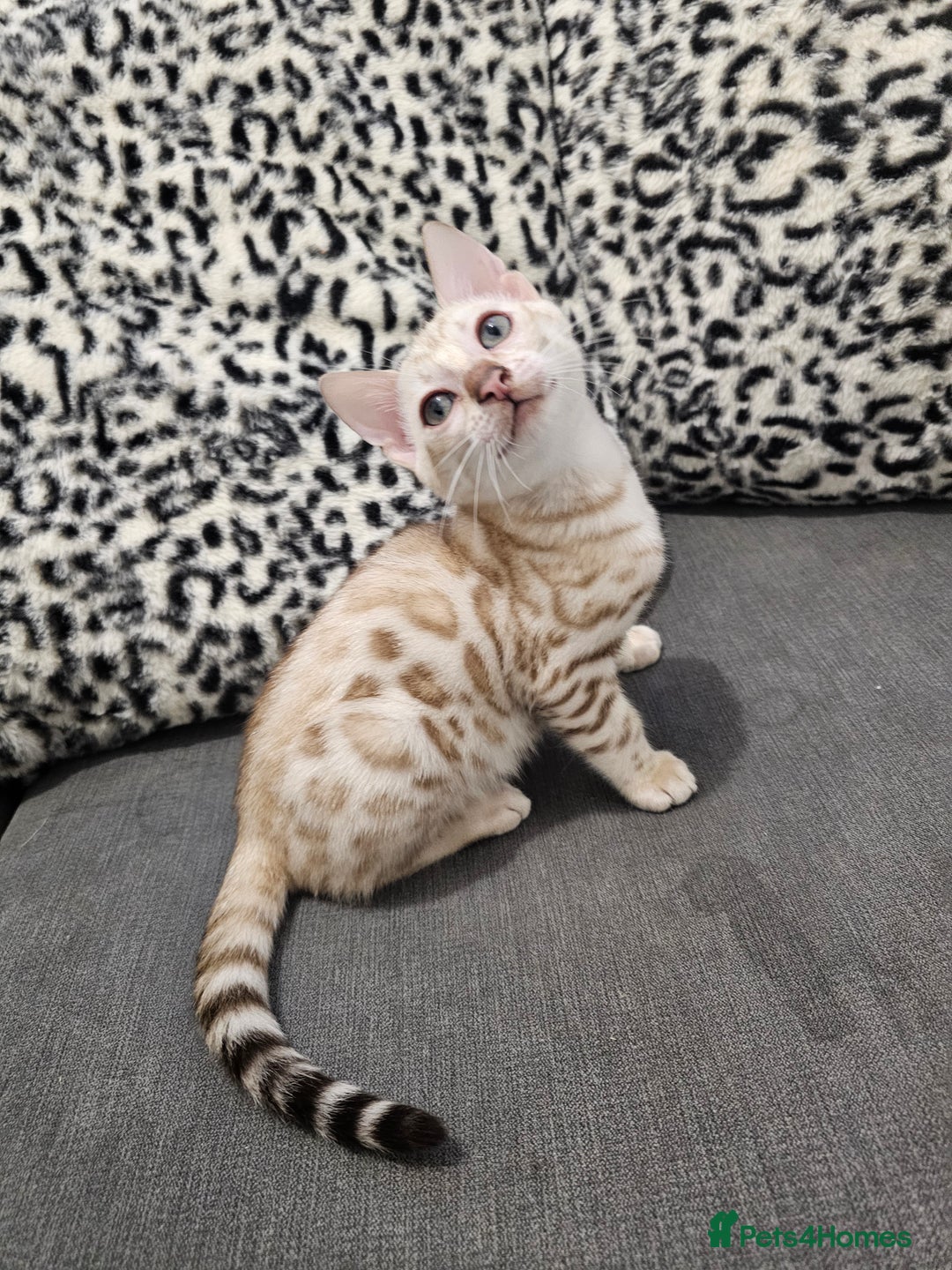Bengal cats for sale: Outstanding kittens from Show parents. - Image 2
