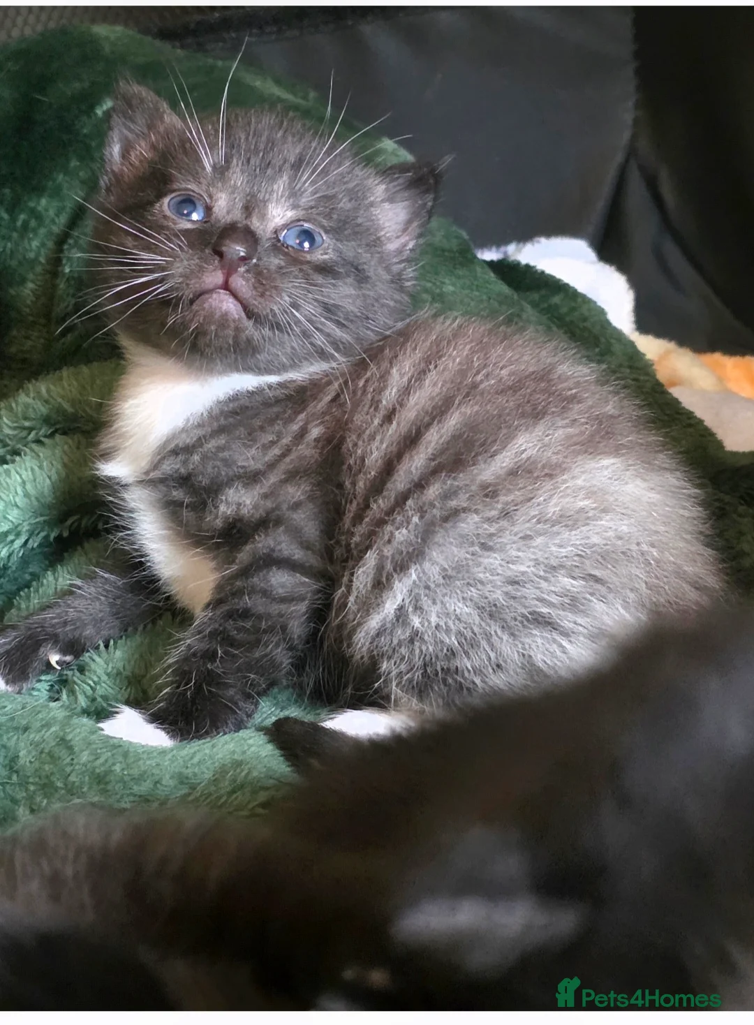 Mixed Breed cats for sale: BSH X RAGDOLL (2nd Gen) - Advert 1