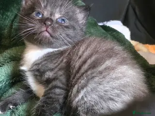 Mixed Breed cats BSH X RAGDOLL (2nd Gen) - Advert 10