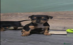 Jack Russell dogs for sale: Beautiful Jack Russell Terrier Puppies - Image 7