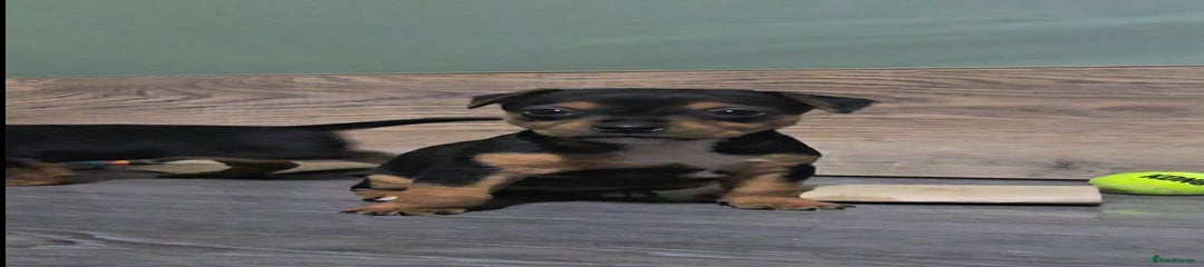 Jack Russell Puppy 1
