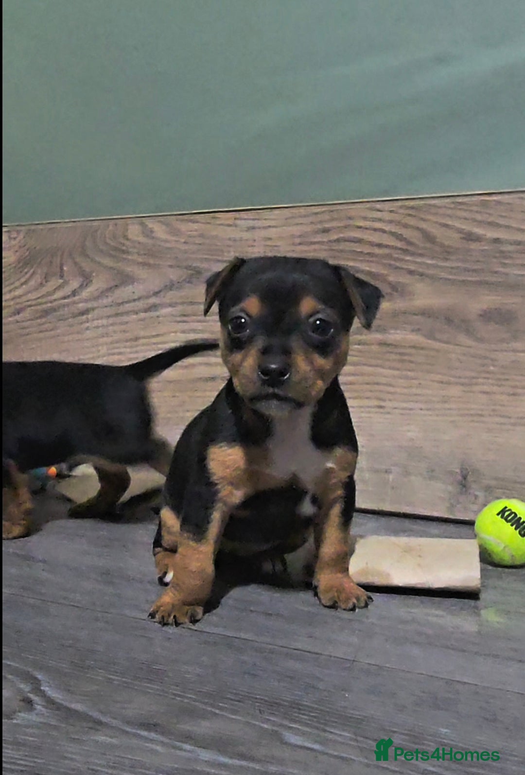 Jack Russell dogs for sale: Beautiful Jack Russell Terrier Puppies - Image 7