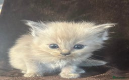 Ragdoll cats for sale: Beautiful ragdoll kittens  - Image 6