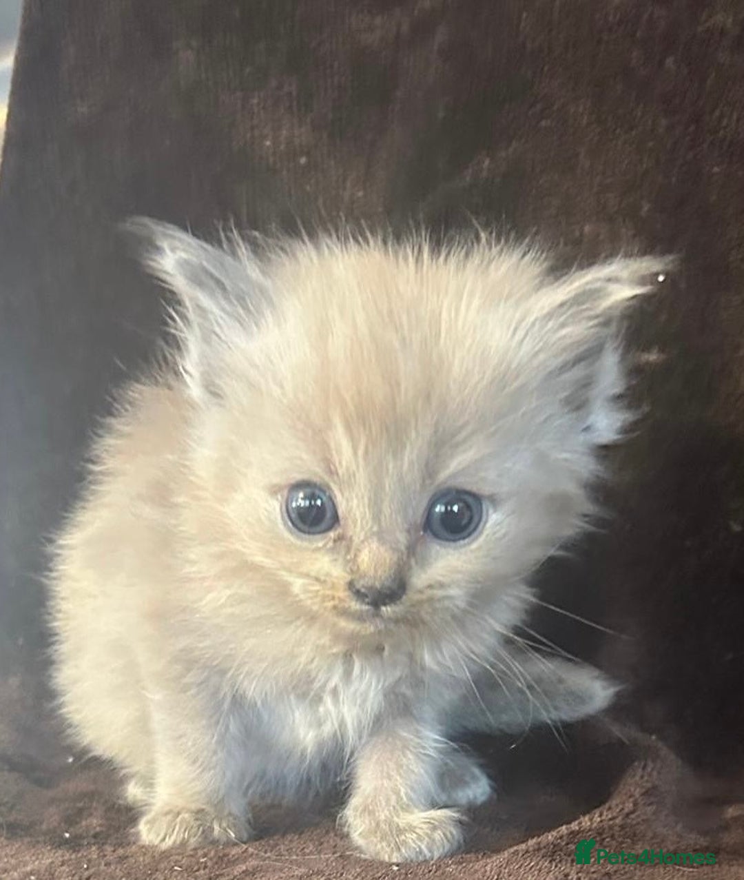 Ragdoll cats for sale: Beautiful ragdoll kittens  - Image 6