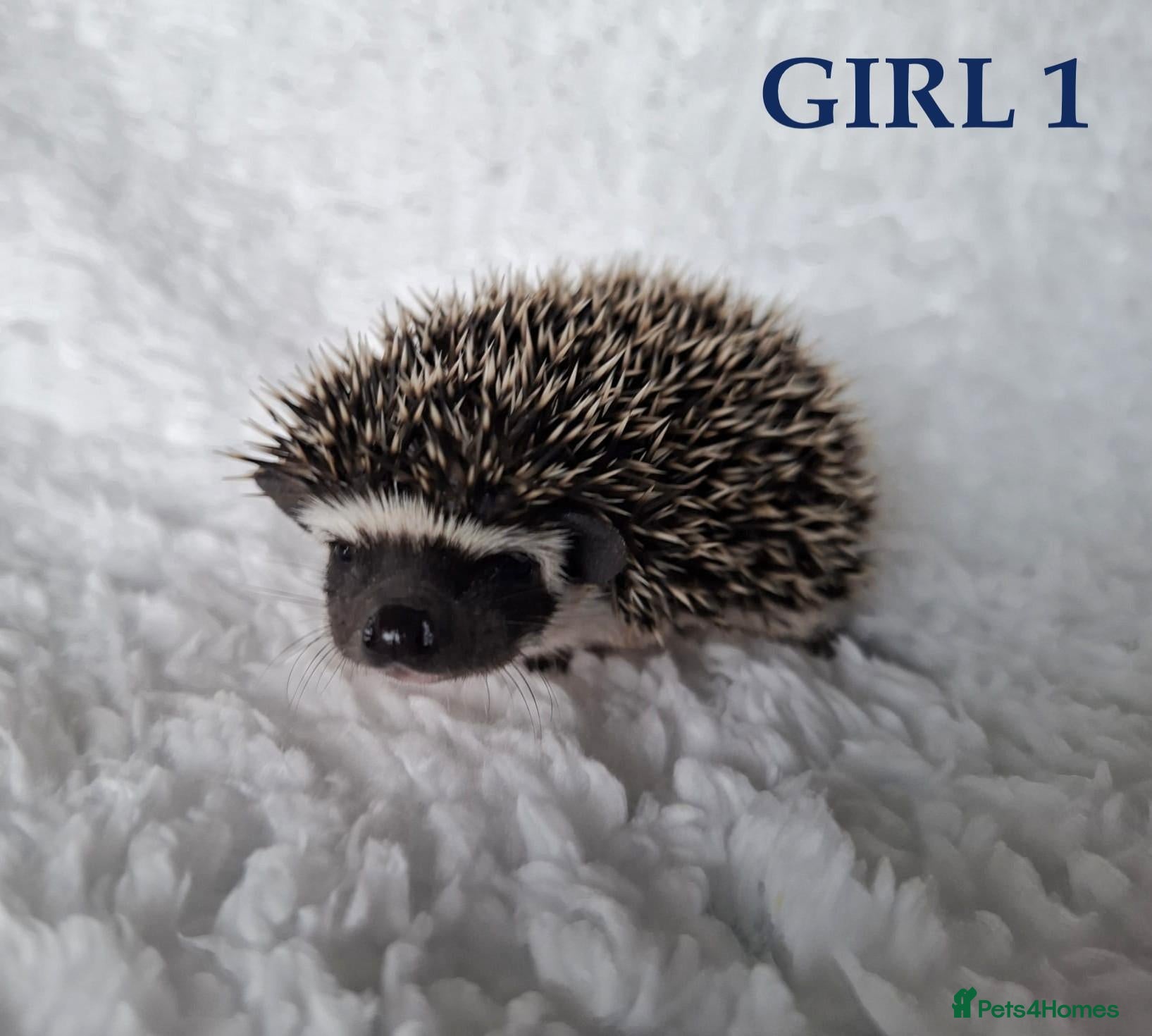 Pygmy Hedgehog rodents for sale: Pygmy hedgehogs, one boy two girls - Advert 1