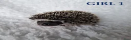 Pygmy Hedgehog rodents for sale: Pygmy hedgehogs, one boy two girls - Advert 1