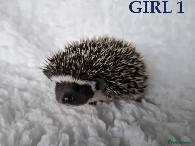 Pygmy Hedgehog rodents for sale: Pygmy hedgehogs, one boy two girls - Advert 1