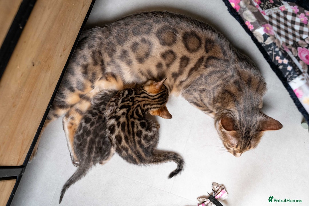 Bengal cats for sale: Top quality Bengal Girl- TICA reg.- AVAILABLE NOW - Advert 32