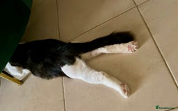 Mixed Breed cats for adoption: Lilian, the gorgeous one-eyed queen 👑  - Image 4