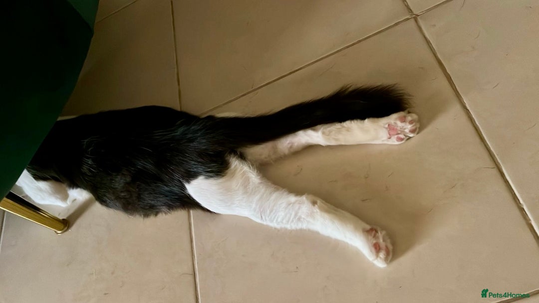 Mixed Breed cats for adoption: Lilian, the gorgeous one-eyed queen 👑  - Image 4