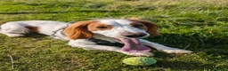 Cocker Spaniel dogs for sale: Wallace/Wally - Advert 9