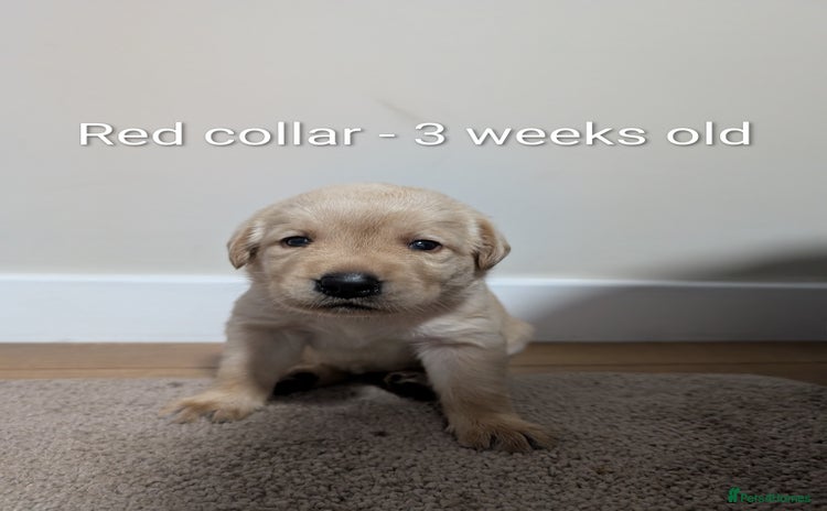 Labrador Retriever dogs - Advert 9