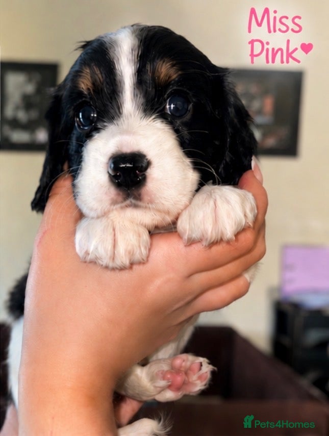 Cavapoo dogs  Beautiful Cavapoo puppies  - Advert 4