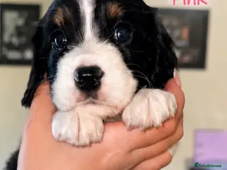 Cavapoo dogs Beautiful Cavapoo puppies - Advert 4