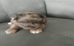 Mixed Breed dogs for sale: Pomeranian/terriorx  - Image 4