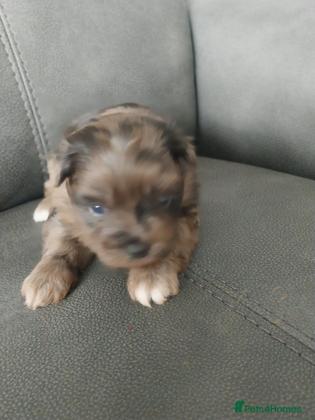 Mixed Breed dogs for sale: Pomeranian/terriorx  - Image 4
