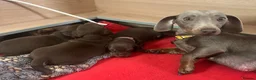 Miniature Dachshund dogs for sale: 3 beautiful miniature dachshund girls.  - Advert 15