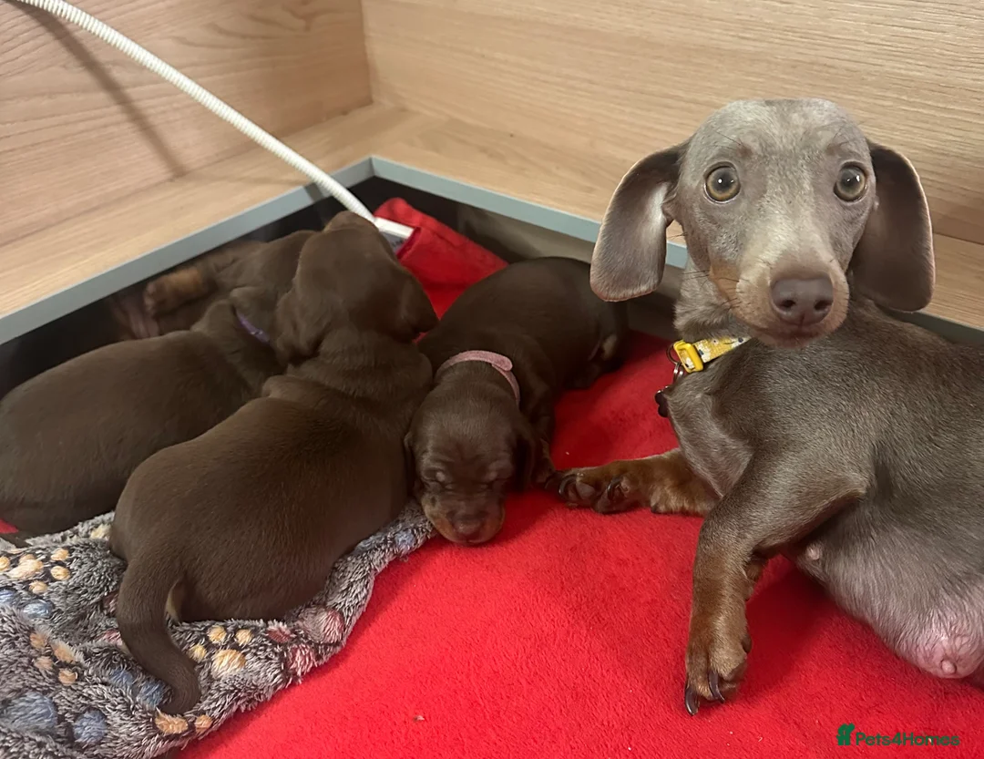 Miniature Dachshund dogs for sale: 3 beautiful miniature dachshund girls.  - Advert 15