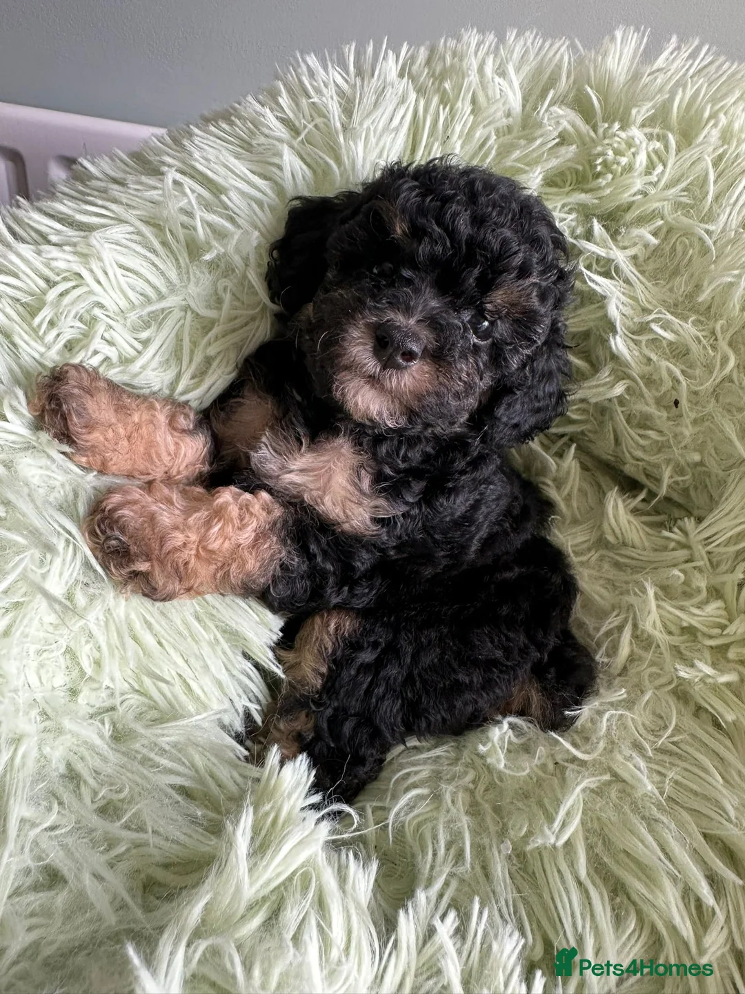 Toy Poodle dogs for sale: Adorable Kennel Club Reg toy poodle girl puppies - Advert 6