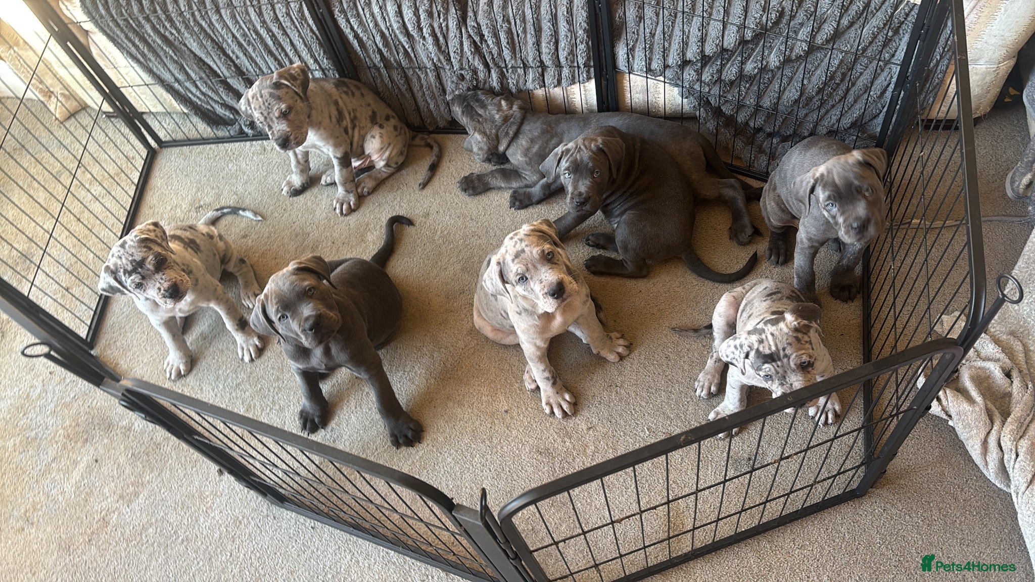 Cane Corso dogs CANE CORSO PUPS - READY TO GO - 5 LEFT - Advert 2