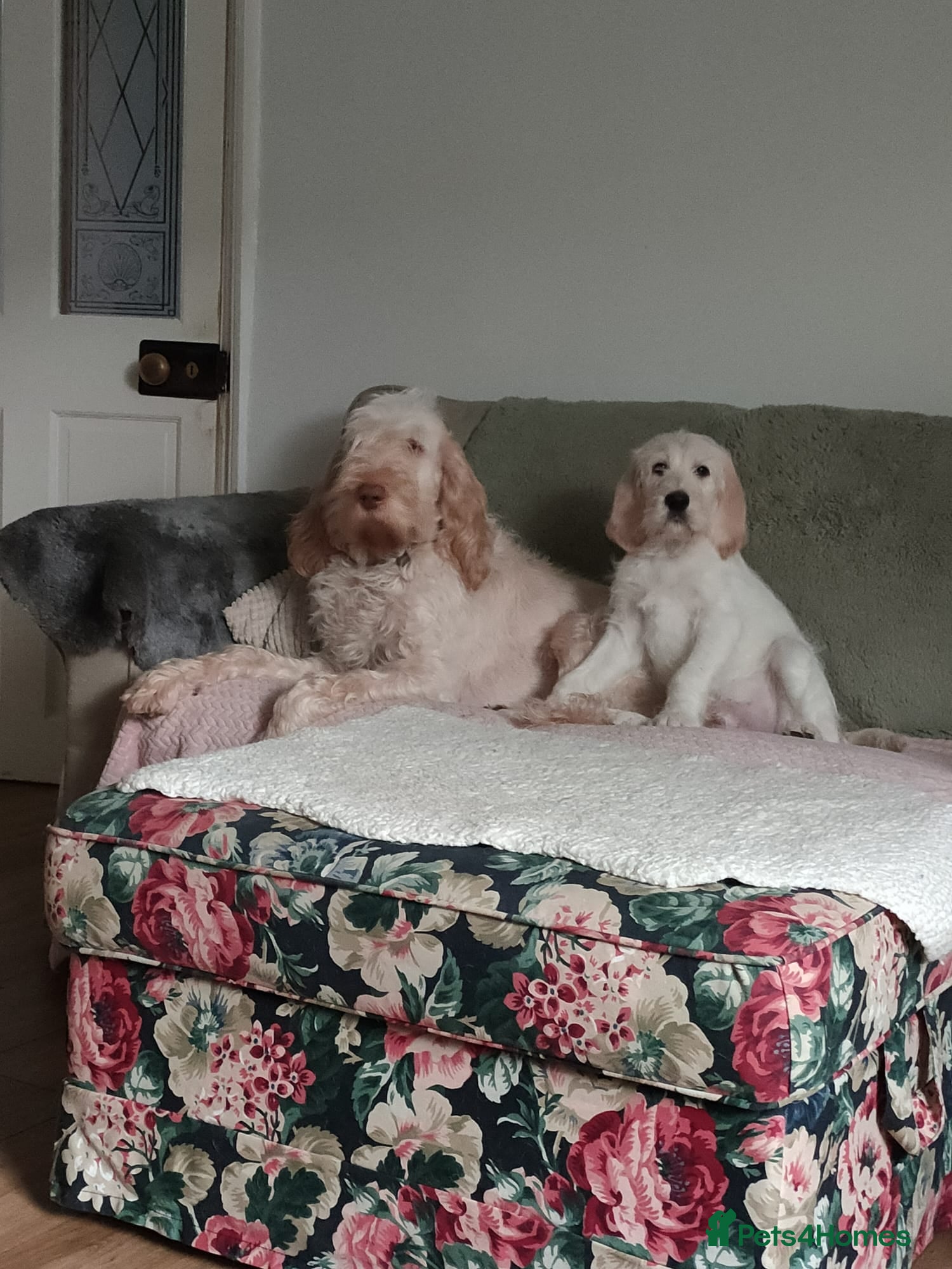 Mixed Breed dogs Italian/standard poodle  - Advert 4