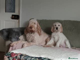 Mixed Breed dogs Italian/standard poodle - Advert 4