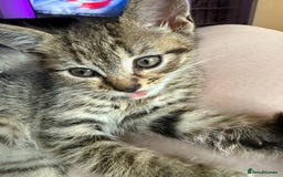 Mixed Breed cats for sale: Stunning kittens available now  - Image 22