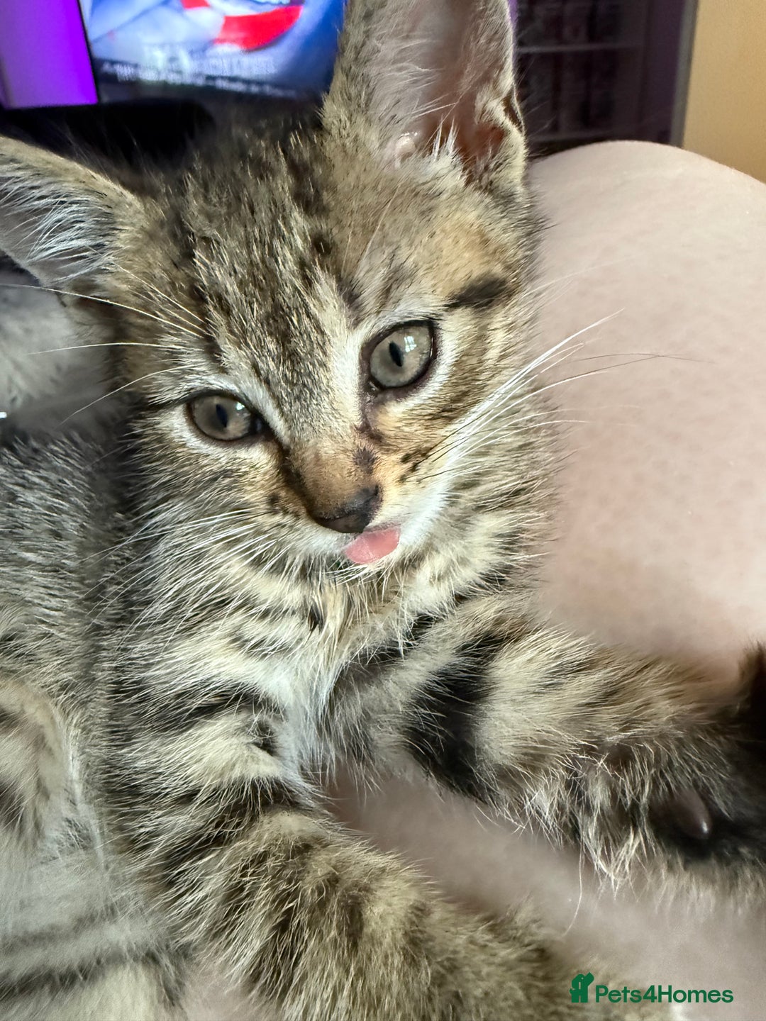 Mixed Breed cats for sale: Stunning kittens available now  - Image 22