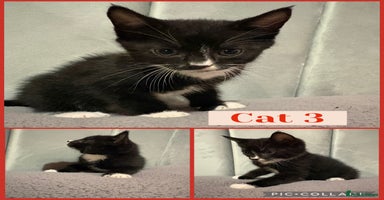 Mixed Breed cats - Advert 8