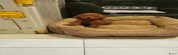 Toy Poodle dogs for sale: RED TOY POODLE PUPPY KC REG AND DNA CLEAR - Advert 20