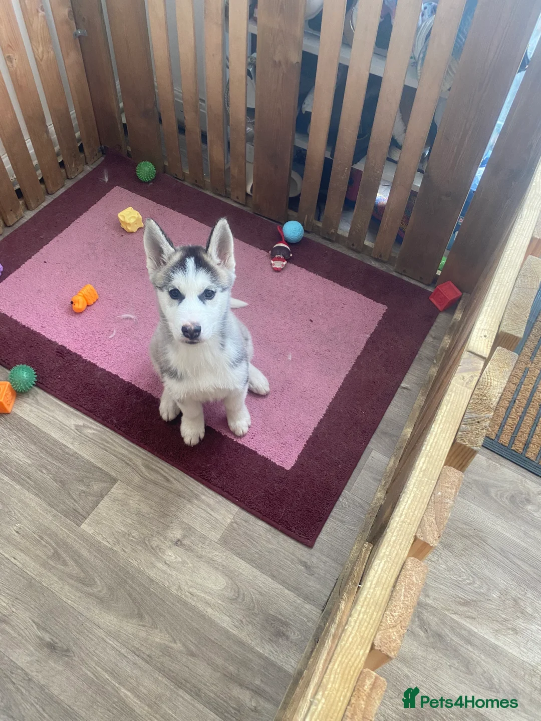 Siberian Husky dogs for sale: 💙 Siberian Husky Puppy (Boy)  - Advert 7