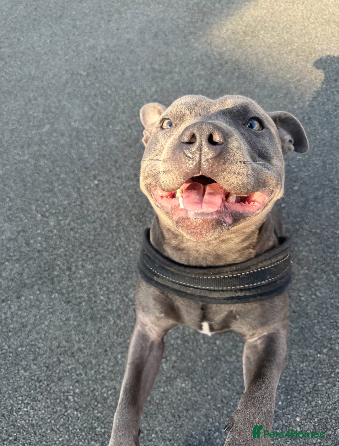 Staffordshire Bull Terrier dogs for sale: Gorgeous 2 year old Blue Male staffy  - Image 2