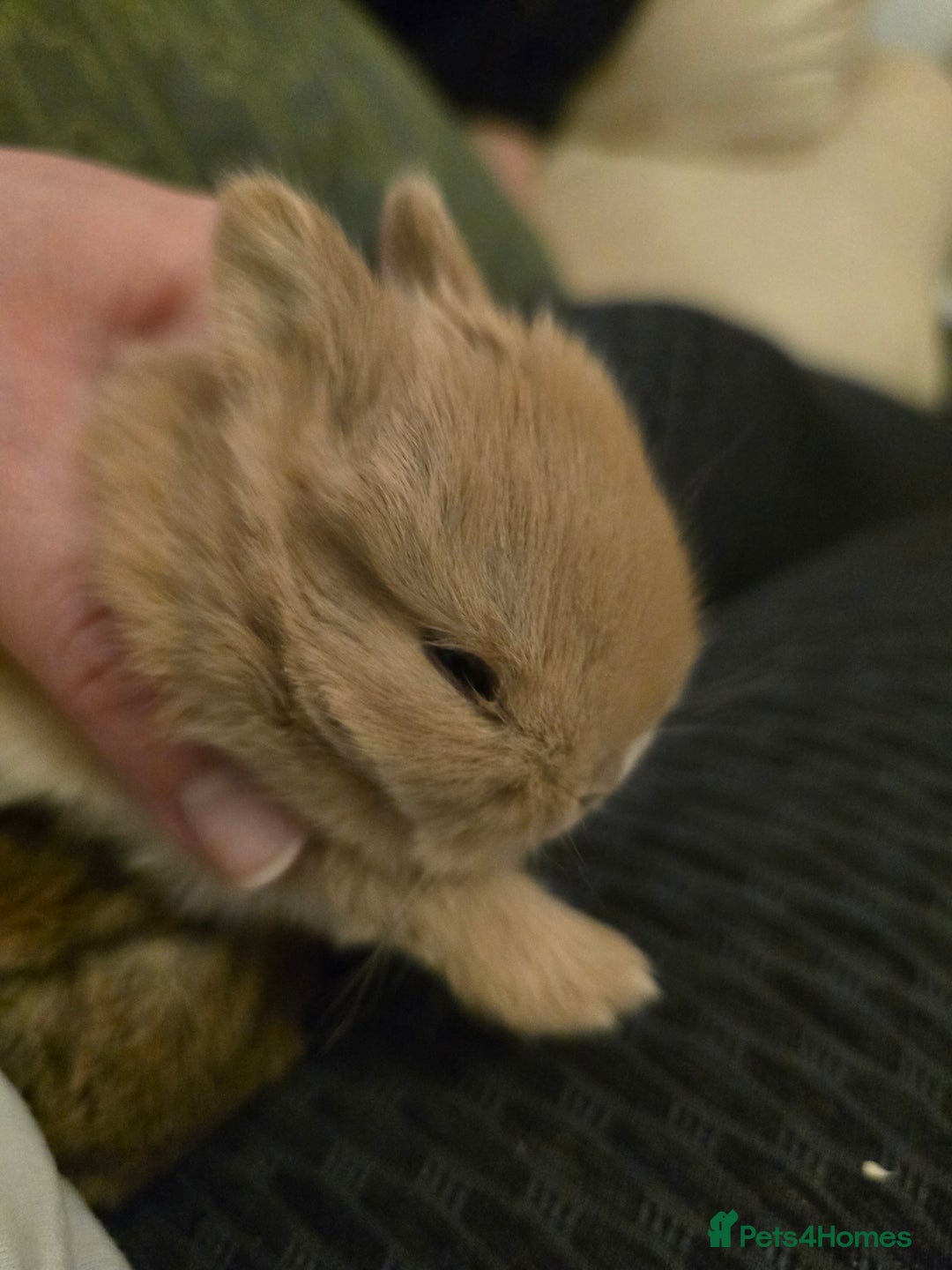 Netherland Dwarf rabbits for sale: Netherland dwarf babies bunnies - Advert 10