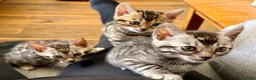 Bengal cats for sale: UPDATE 3 Gorgeous Bengal Kittens ready to reserve - Advert 9