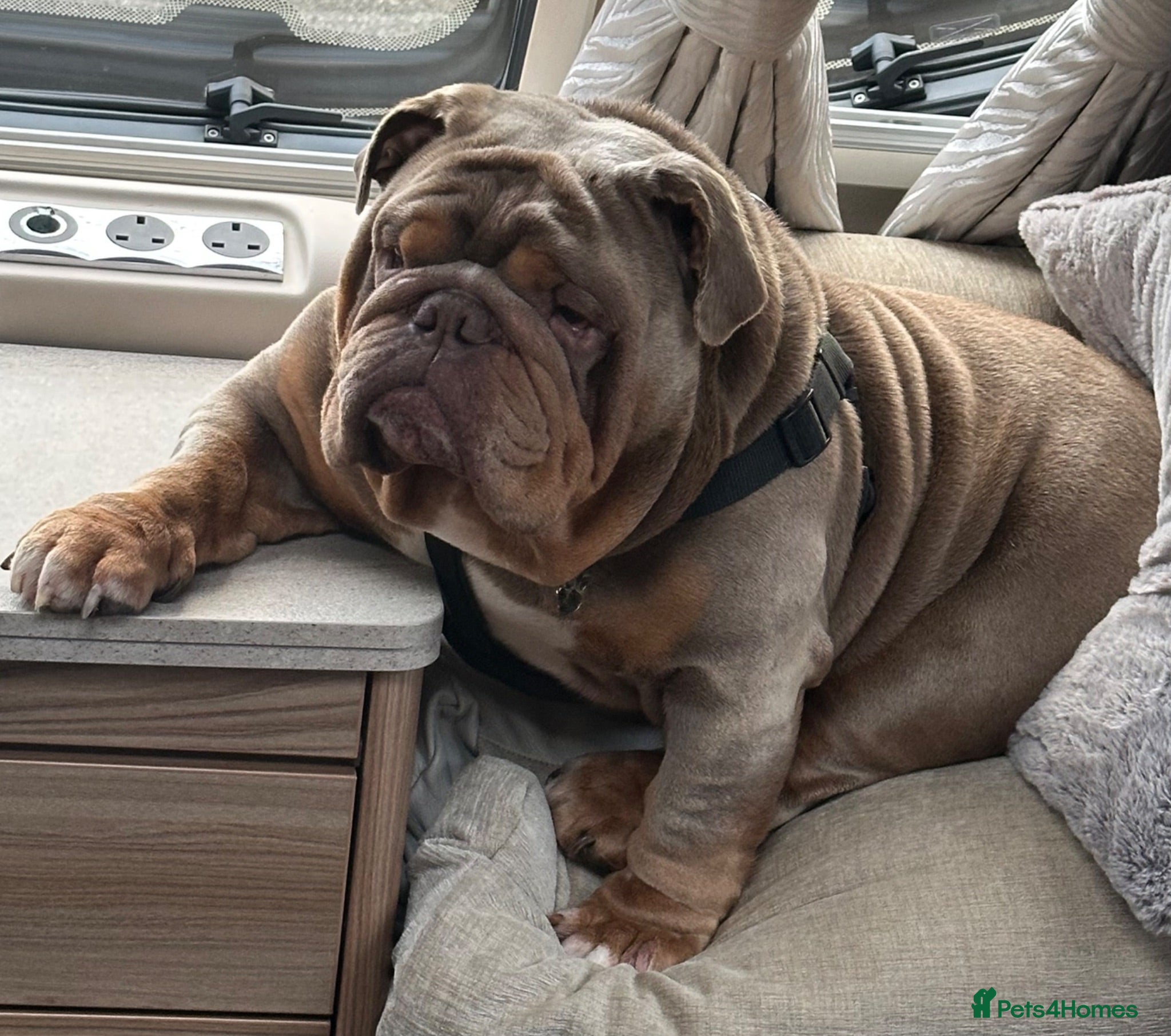English Bulldog dogs Big Norman - Advert 1