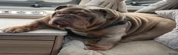 English Bulldog dogs for stud: Big Norman - Advert 1